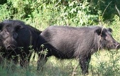 Phát hiện nhiều động vật hoang dã quí hiếm ở rừng U Minh Hạ - ảnh 1